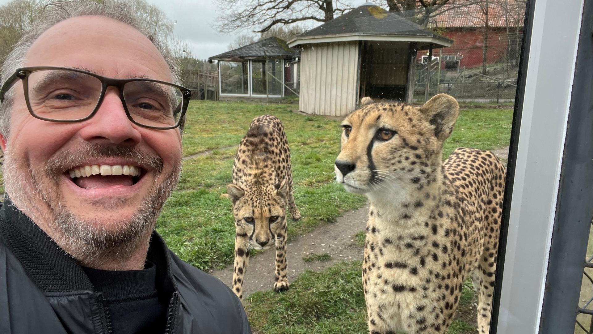 Journalisten Magnus Nyström med två geparder